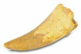 Serrated, Theropod (Deltadromeus?) Pre-Max Tooth - Morocco #291887-1